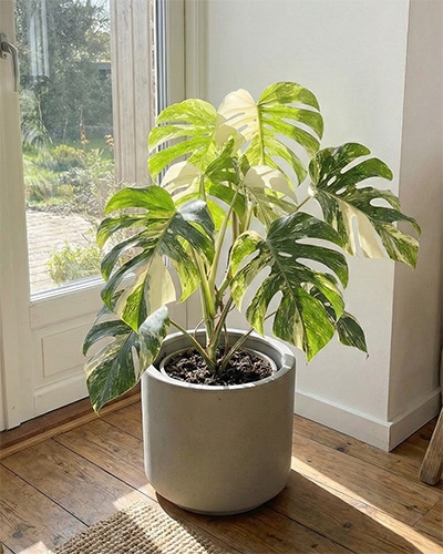 Monstera deliciosa variegata en pot, feuilles panachées vert et crème, placé près d’une fenêtre lumineuse.